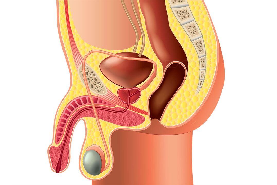структурата на мъжката репродуктивна система и уголемяване на пениса